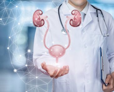 A medical worker shows the urinary system on blurred background.